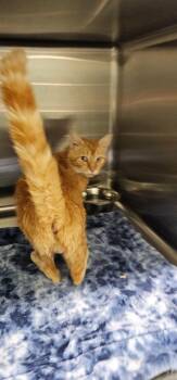 Zed -  Domestic Short Hair Cat for Adoption in Athens, Tennessee - Zed | PetCurious