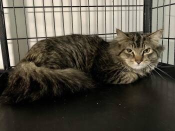 Xerxes -  Domestic Long Hair Cat for Adoption in Virginia Beach, Virginia - Xerxes | PetCurious