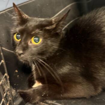 Mail Box -  Domestic Medium Hair Cat for Adoption in Greensboro, North Carolina - Mail Box | PetCurious