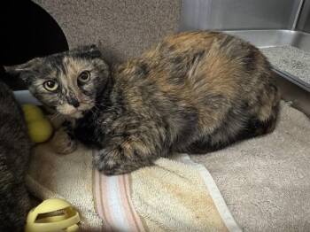PAWS -  Domestic Short Hair Cat for Adoption in Pueblo, Colorado - PAWS | PetCurious