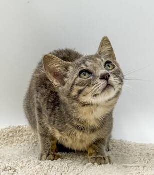 Miller -  Domestic Short Hair Cat for Adoption in Bowling Green, Kentucky - Miller | PetCurious