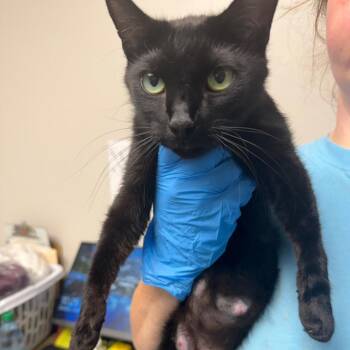 Momma Garden -  Domestic Short Hair Cat for Adoption in Columbiana, Alabama - Momma Garden | PetCurious