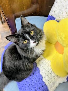 Rescue Domestic Medium Hair Cats for Adoption in Frederick, Maryland - Cosmo | PetCurious