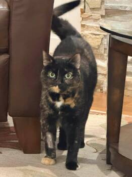 Domestic Short Hair Cats Available for Adoption in Brantford, Ontario - Luna | PetCurious