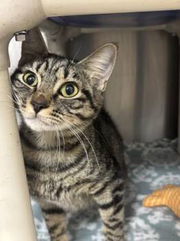 Tabitha -  Domestic Short Hair Cat for Adoption in Georgetown, South Carolina - Tabitha | PetCurious