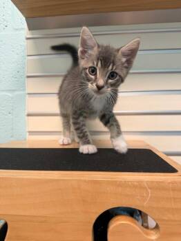 Rigel -  Domestic Short Hair Cat for Adoption in Cape Coral, Florida - Rigel | PetCurious