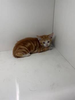 BARB -  Domestic Short Hair Cat for Adoption in Winter Haven, Florida - BARB | PetCurious