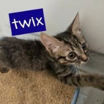 Twix -  Domestic Short Hair Cat for Adoption in Tempe, Arizona - Twix | PetCurious