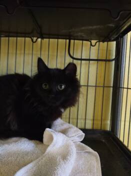 Rescue Domestic Long Hair Cats for Adoption in Hamilton, Ohio - Cassandra | PetCurious