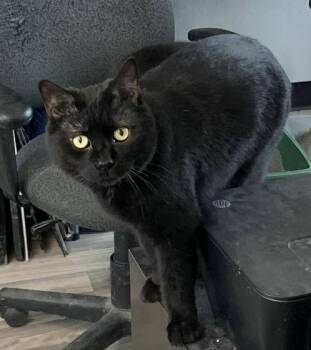 Domestic Short Hair Cats Available for Adoption in Acushnet, Massachusetts - Jack | PetCurious