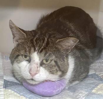HERCULES -  Domestic Short Hair Cat for Adoption in Dedham, Massachusetts - HERCULES | PetCurious