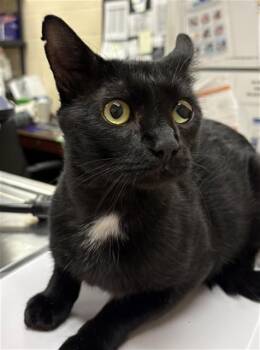 GECKO -  Domestic Short Hair Cat for Adoption in Aliquippa, Pennsylvania - GECKO | PetCurious