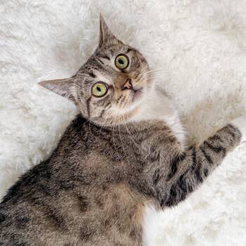 Albi, Front Paw Deformity -  Tabby Cat for Adoption in New Orleans, Louisiana - Albi, Front Paw Deformity | PetCurious