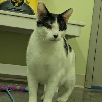 Madison -  Domestic Short Hair Cat for Adoption in Manhattan, Kansas - Madison | PetCurious