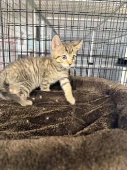 Full Tabby kitty M -  Domestic Short Hair Cat Available for Adoption in Stockton, California - Full Tabby Kitty M | PetCurious