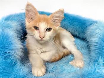 ROBBIE -  Domestic Short Hair Cat for Adoption in Fort Lauderdale, Florida - ROBBIE | PetCurious