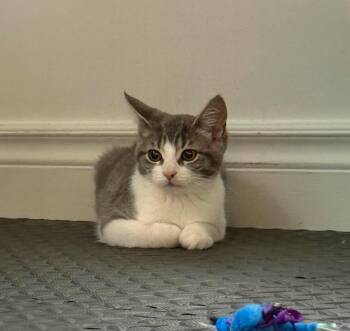 Vera -  Domestic Short Hair Cat for Adoption in Delson, Quebec - Vera | PetCurious