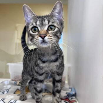 Cheeto Puff -  Domestic Short Hair Cat for Adoption in Beaumont, Texas - Cheeto Puff | PetCurious