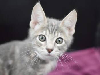 Hedy -  Domestic Short Hair Cat for Adoption in Portland, Oregon - Hedy | PetCurious