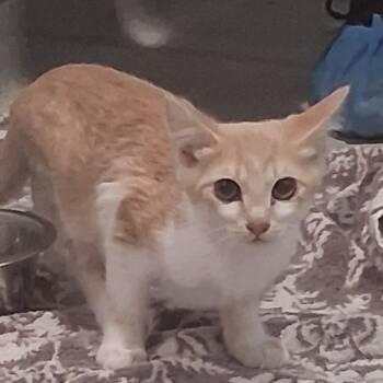 Saucier -  Domestic Short Hair Cat for Adoption in Murray, Utah - Saucier | PetCurious