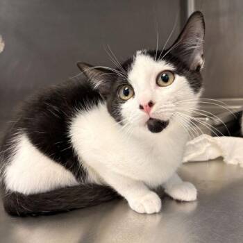 Tizi -  Domestic Short Hair Cat for Adoption in Davenport, Iowa - Tizi | PetCurious