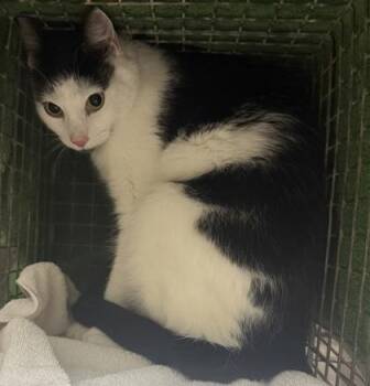 Domestic Short Hair Cats Available for Adoption - Drake | PetCurious