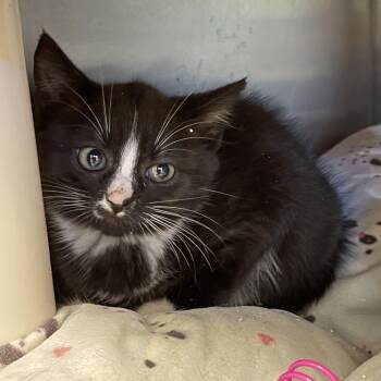 Q-Tip -  Domestic Medium Hair Cat for Adoption in Enfield, New Hampshire - Q-Tip | PetCurious