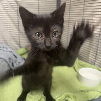 CHARCOAL -  Domestic Short Hair Cat for Adoption in Hagerstown, Maryland - CHARCOAL | PetCurious