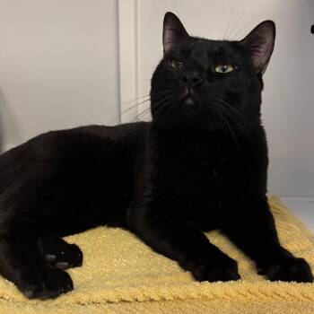 Brady -  Domestic Short Hair Cat for Adoption in Sarasota, Florida - Brady | PetCurious