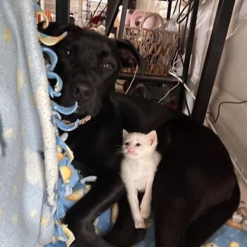 Pinky C11057 -  Domestic Short Hair Cat Available for Adoption - Pinky C11057 | PetCurious