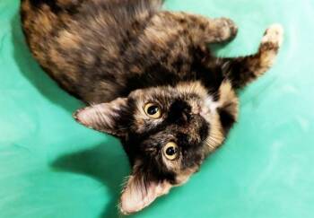 Domestic Short Hair Cats Available for Adoption in Fort Lauderdale, Florida - ESMERALDA | PetCurious