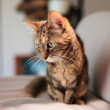 Pepper -  Domestic Short Hair Cat for Adoption in Toms Brook, Virginia - Pepper | PetCurious