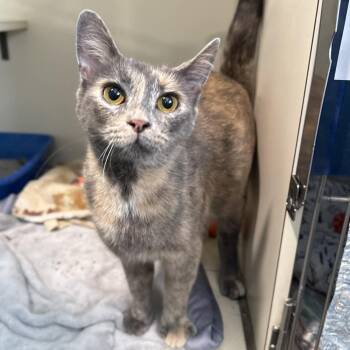 Domestic Short Hair Cats Available for Adoption - Lexus | PetCurious