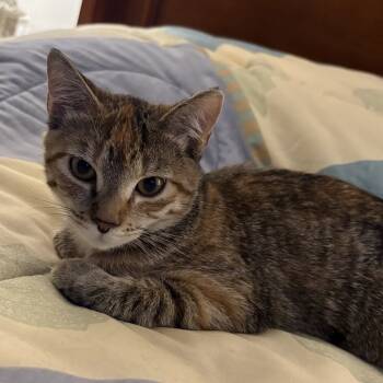 Rescue Domestic Short Hair Cats for Adoption in Mount Laurel Township, New Jersey - Autumn (and Oliver) | PetCurious