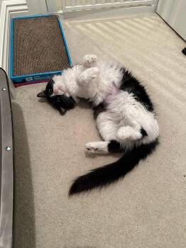 Soppy Muppet -  Domestic Medium Hair Cat for Adoption in Hartville, Ohio - Soppy Muppet | PetCurious
