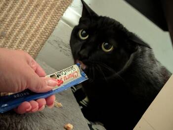 Lucy -  Domestic Short Hair Cat for Adoption in Boston, Massachusetts - Lucy | PetCurious