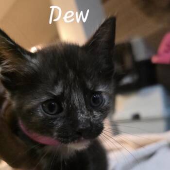 Dew -  Domestic Short Hair Cat for Adoption in Waldorf, Maryland - Dew | PetCurious