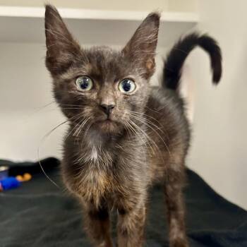 Loki -  Domestic Short Hair Cat for Adoption in Saint Joseph, Missouri - Loki | PetCurious