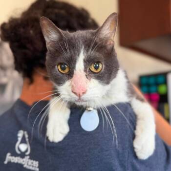 George -  Domestic Short Hair Cat for Adoption in Ramona, California - George | PetCurious