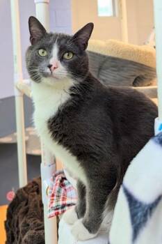 Domestic Short Hair Cats Available for Adoption in Morristown, New Jersey - Frankie | PetCurious