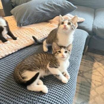 Mischief -  American Shorthair Cat for Adoption in New York, New York - Mischief | PetCurious