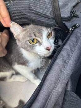 Quoll -  Domestic Short Hair Cat for Adoption in Chamblee, Georgia - Quoll | PetCurious