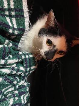 Pinster (Petco) -  Domestic Short Hair Cat for Adoption in Ocala, Florida - Pinster (Petco) | PetCurious