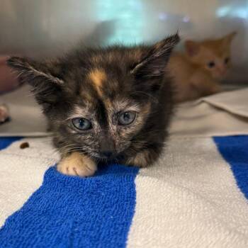 Bandita -  Domestic Short Hair Cat for Adoption in Lake Panasoffkee, Florida - Bandita | PetCurious