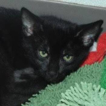 Rescue Domestic Short Hair Cats for Adoption in Green Valley, Arizona - Riot | PetCurious