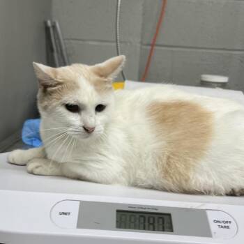 Neem -  Domestic Short Hair Cat for Adoption in St. Louis, Missouri - Neem | PetCurious