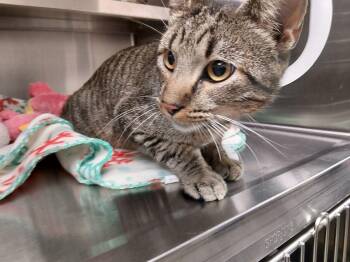 Frankie -  Domestic Short Hair Cat for Adoption in Liberty, Missouri - Frankie | PetCurious