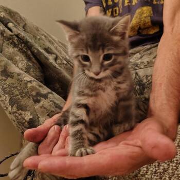 Tipsy -  Domestic Long Hair Cat for Adoption in Columbia, Missouri - Tipsy | PetCurious