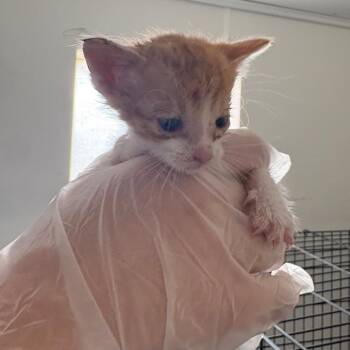 Dobby -  Domestic Short Hair Cat for Adoption in Taos, New Mexico - Dobby | PetCurious