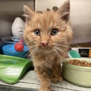 Domestic Short Hair Cats Available for Adoption - Sparkle | PetCurious